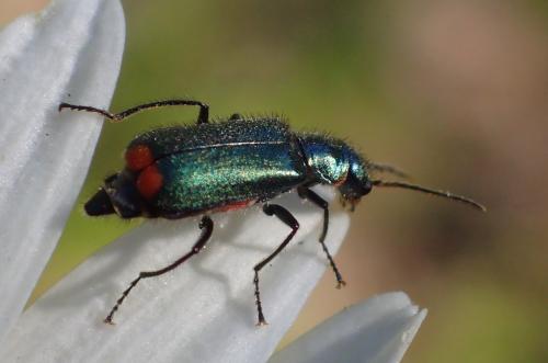 Malachius bipustulatus